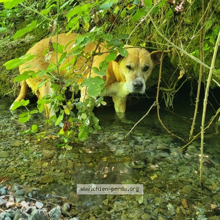 Photo de chien trouvé à Ponet Saint Auban
