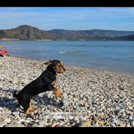 Photo 1/1 max Chien perdu à Rixheim