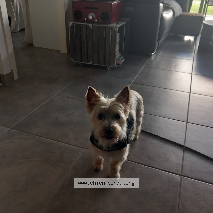Photo 1/1 Fidji Chien perdu à La Membrolle Sur Longuenee
