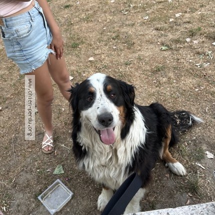 Photo 1/1 Chien trouvé Trouvé à Chazay D Azergues