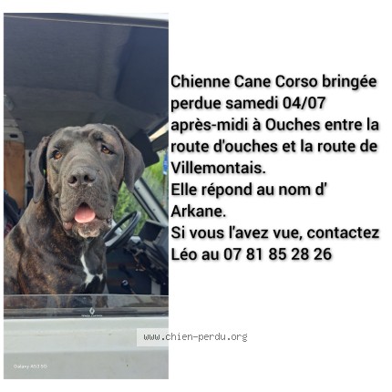 Photo 1/1 arkane Chien perdu à Ouches