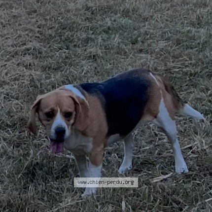 Photo 1/1 Chien retrouvé Trouvé à Saint Verain