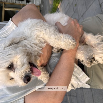 Photo 1/1 Chien retrouvé Trouvé à Montreal
