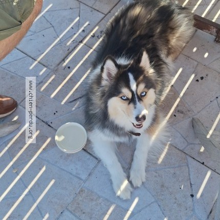 Photo de chien perdu à Le Havre
