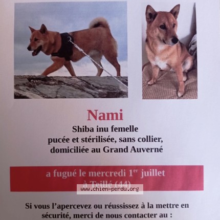 Photo 1/1 Nami Chien perdu à Teille