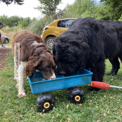 Photo 1/1 Chien trouvé Trouvé à Saint Fulgent Des Ormes