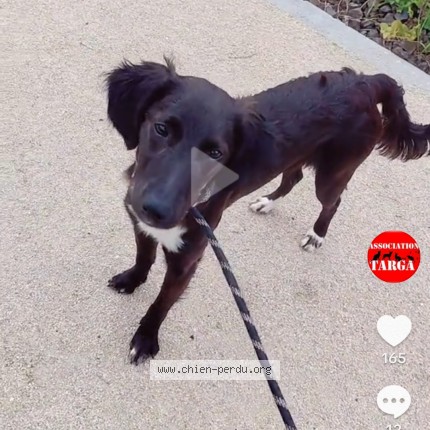 Photo de chien perdu à Verdun