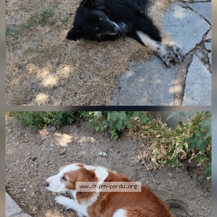 Photo 1/1 Chien trouvé Trouvé à Saint Georges Sur Loire