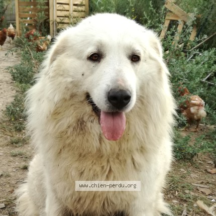 Photo 2/2 Chien retrouvé Perdu à Bouleternere