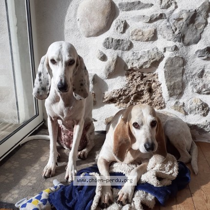 Photo 1/1 Chien retrouvé Perdu à St Laurent De La Cabrerisse