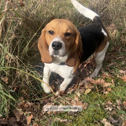 Photo 1/1 Chien retrouvé Perdu à Domerat