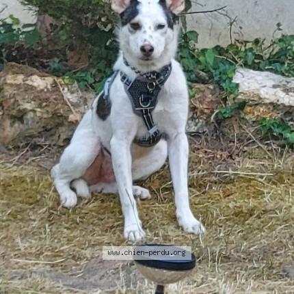 Photo 1/1 flocon Chien perdu à Montgeron