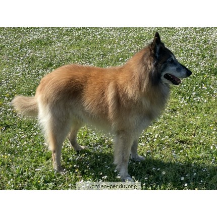 Photo 1/1 hercule Chien perdu à Miribel
