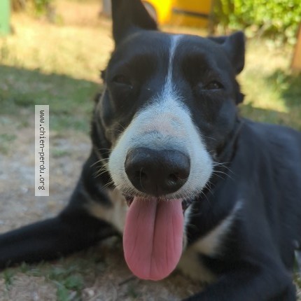 Photo 1/1 Chien retrouvé Trouvé à Taingy