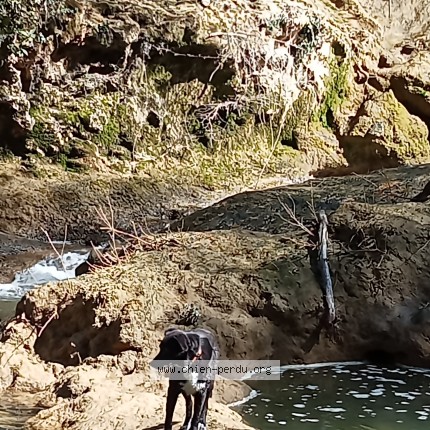 Photo 1/1 hayka Chien perdu à La Verdiere