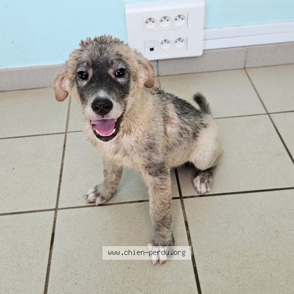 Photo de chien trouvé à Limalonges