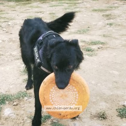 Photo 1/1 EIKO Chien perdu à Berat