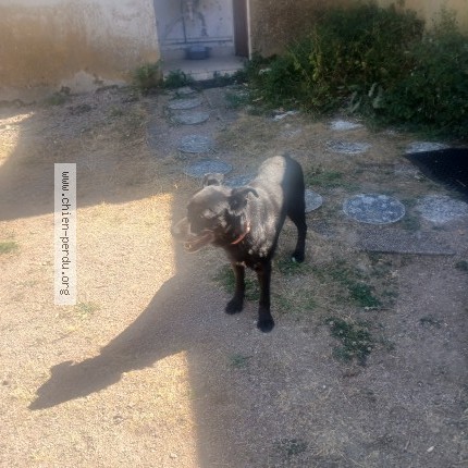 Photo 1/1 Chien retrouvé Trouvé à Lormes