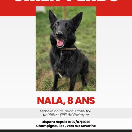 Photo 1/1 Chien retrouvé Perdu à Champigneulles