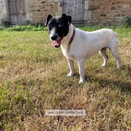 Photo 1/1 Chien trouvé Trouvé à Berus