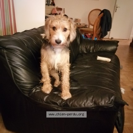 Photo 1/1 Chien retrouvé Perdu à Bayonne