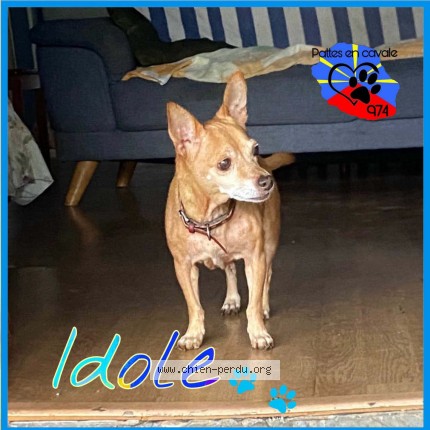 Photo 1/1 Idole Chien perdu à Ravine Creuse