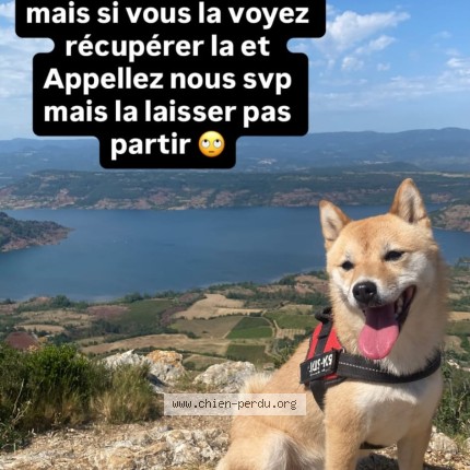 Photo 1/1 Moon Chien perdu à Balaruc Les Bain