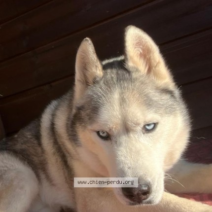 Photo 1/1 junior Chien perdu à Marcenat