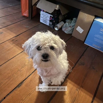 Photo 1/1 Milou Chien perdu à La Pocatiere