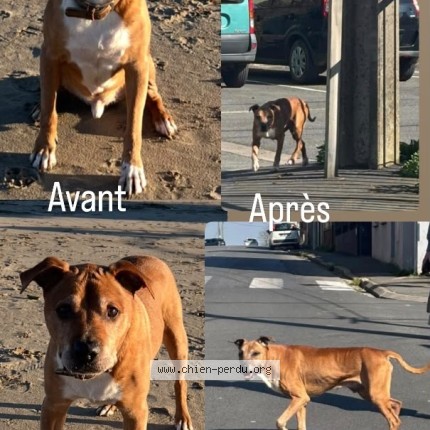 Photo 1/1 whiskey Chien perdu à Frontignan