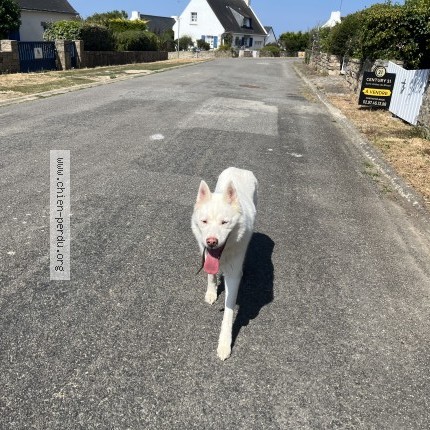 Photo 1/1 Chien trouvé Trouvé à St Gildas De Rhuys