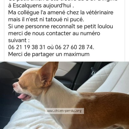 Photo de chien trouvé à Escalquens