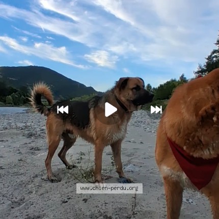Photo de chien perdu à Grenoble