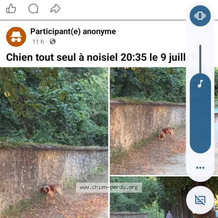 Photo 1/1 Chien trouvé Trouvé à Noisiel