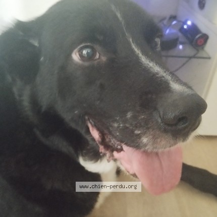 Photo de chien trouvé à Mont De Marsan