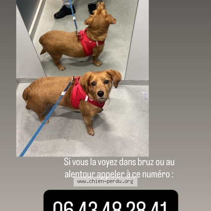Photo de chien perdu à Bruz