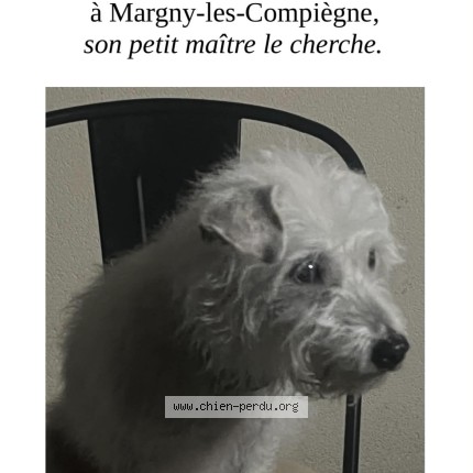 Photo 1/1 luffy Chien perdu à Margny Les Compiegne
