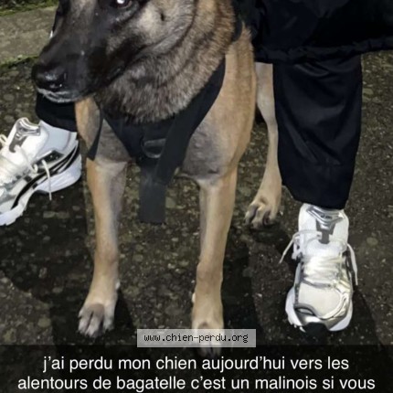 Photo 1/1 Chien retrouvé Perdu à Toulouse