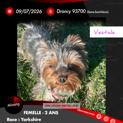 Photo 1/1 Chien retrouvé Perdu à Drancy