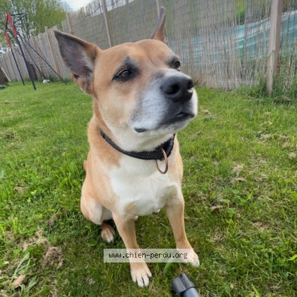Photo 1/1 toby Chien perdu à St Pierre En Faucigny