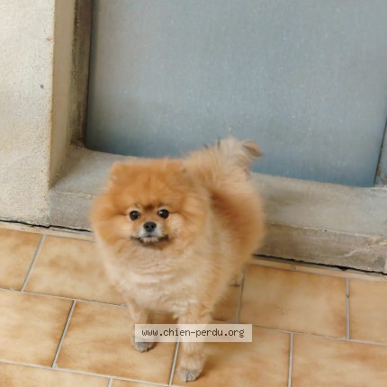 Photo 1/1 Chien trouvé Trouvé à Drancy