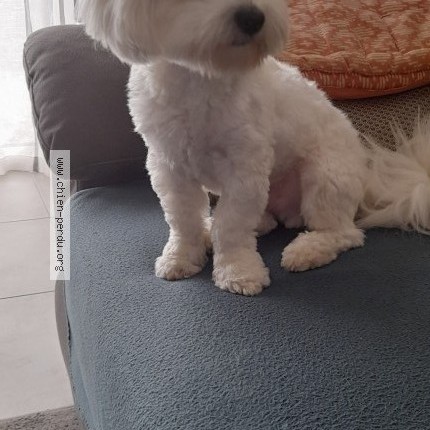 Photo 2/2 Chien retrouvé Perdu à Beauvoir Sur Mer