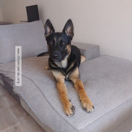 Photo 1/1 Chien trouvé Trouvé à Roubaix