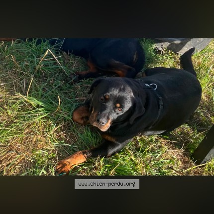 Photo 1/1 Chien retrouvé Perdu à Abzac