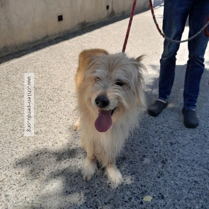 Photo 1/1 Chien trouvé Trouvé à Grisolles
