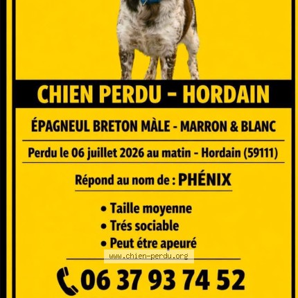 Photo 1/1 phenix Chien perdu à Hordain