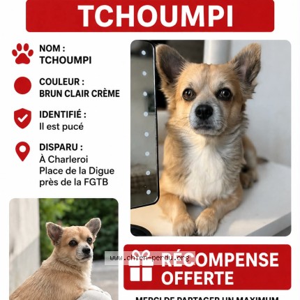 Photo 1/1 Tchoumpi Chien perdu à Charleroi