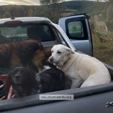 Photo 1/1 alza Chien perdu à Clermontl Herault