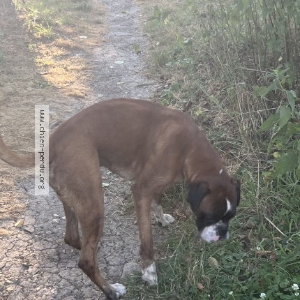 Photo 1/1 Chien trouvé Trouvé à Igny