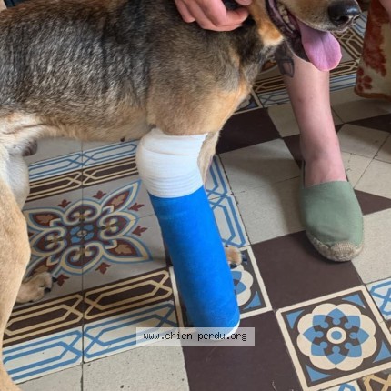 Photo 1/1 Chien retrouvé Perdu à Noyelles Sur Sambre